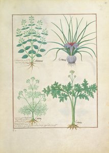 Calaminta, azafrán, alcaravea y citusa, ilustración del Libro de Medicinas Simples de Mattheaus Platearius 121r de Robinet Testard